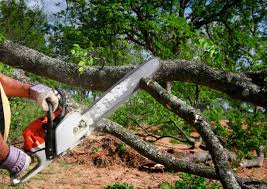 Best Tree and Shrub Care  in Woodbury, MN